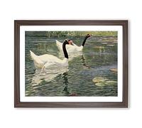 W Kuhnert Black Swan No.2 Vintage Framed Print | A4 Walnut Framed Wall Art | Ready to Hang | Classic Animal Picture | Living Room Bedroom Lounge Office