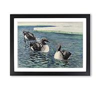W Kuhnert Common Loon Vintage Framed Print | A2 Black Framed Wall Art | Ready to Hang | Classic Nature Picture | Living Room Bedroom Lounge Office