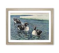 W Kuhnert Common Loon Vintage Framed Print | A3 Oak Framed Wall Art | Ready to Hang | Classic Nature Picture | Living Room Bedroom Lounge Office