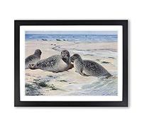 W Kuhnert Common Seal Vintage Framed Wall Art Print, Ready to Hang Picture for Living Room Bedroom Home Office Décor, Black A4 (34 x 25 cm)