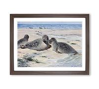W Kuhnert Common Seal Vintage Framed Wall Art Print, Ready to Hang Picture for Living Room Bedroom Home Office Décor, Walnut A3 (46 x 34 cm)