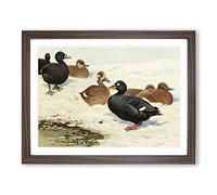 W Kuhnert Common & Velvet Scoter Vintage Framed Print | A3 Walnut Framed Wall Art | Ready to Hang | Classic Nature Picture | Living Room Bedroom Lounge Office