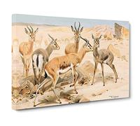 W Kuhnert Dorcas Gazelle Canvas Print | Gallery Wrapped 30mm Frame Wall Art | 20x14 inches | Ready to Hang | Retro Picture | Living Room Bedroom Lounge Office