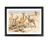 W Kuhnert Dorcas Gazelle Vintage Framed Wall Art Print, Ready to Hang Picture for Living Room Bedroom Home Office Décor, Black A2 (64 x 46 cm)