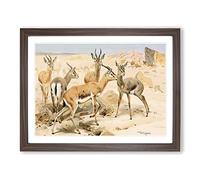 W Kuhnert Dorcas Gazelle Vintage Framed Wall Art Print, Ready to Hang Picture for Living Room Bedroom Home Office Décor, Walnut A2 (64 x 46 cm)