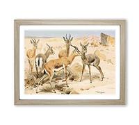 W Kuhnert Dorcas Gazelle Vintage Framed Wall Art Print, Ready to Hang Picture for Living Room Bedroom Home Office Décor, Oak A3 (46 x 34 cm)