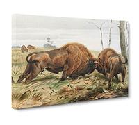 W Kuhnert European Bison Canvas Print | Gallery Wrapped 30mm Frame Wall Art | 20x14 inches | Ready to Hang | Retro Picture | Living Room Bedroom Lounge Office