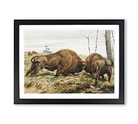W Kuhnert European Bison Vintage Framed Print | A3 Black Framed Wall Art | Ready to Hang | Classic Nature Picture | Living Room Bedroom Lounge Office