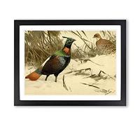 W Kuhnert Himalayan Monal Pheasant Vintage Framed Wall Art Print, Ready to Hang Picture for Living Room Bedroom Home Office Décor, Black A3 (46 x 34 cm)