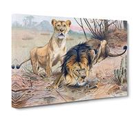W Kuhnert Lions No.2 Canvas Print | Gallery Wrapped 30mm Frame Wall Art | 20x14 inches | Ready to Hang | Retro Animal Picture | Living Room Bedroom Lounge Office