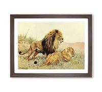 W Kuhnert Lions Vintage Framed Print | A4 Walnut Framed Wall Art | Ready to Hang | Classic Animal Picture | Living Room Bedroom Lounge Office