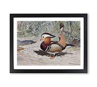 W Kuhnert Mandarin Duck Vintage Framed Print | A2 Black Framed Wall Art | Ready to Hang | Classic Animal Picture | Living Room Bedroom Lounge Office
