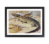 W Kuhnert Nile Crocodile Vintage Framed Print | A4 Black Framed Wall Art | Ready to Hang | Classic Nature Picture | Living Room Bedroom Lounge Office