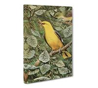 W Kuhnert Oriole Canvas Print | Gallery Wrapped 30mm Frame Wall Art | 20x14 inches | Ready to Hang | Retro Picture | Living Room Bedroom Lounge Office