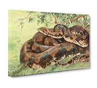 W Kuhnert Python Vintage Canvas Wall Art Print Ready to Hang, Framed Picture for Living Room Bedroom Home Office Décor, 20x14 Inch (50x35 cm)