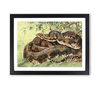 W Kuhnert Python Vintage Framed Print | A4 Black Framed Wall Art | Ready to Hang | Classic Nature Picture | Living Room Bedroom Lounge Office