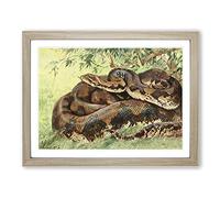 W Kuhnert Python Vintage Framed Print | A4 Oak Framed Wall Art | Ready to Hang | Classic Nature Picture | Living Room Bedroom Lounge Office