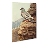 W Kuhnert Rock Dove Canvas Print | Gallery Wrapped 30mm Frame Wall Art | 20x14 inches | Ready to Hang | Retro Picture | Living Room Bedroom Lounge Office