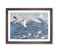 W Kuhnert Silver Gull Vintage Framed Print | A3 Walnut Framed Wall Art | Ready to Hang | Classic Animal Picture | Living Room Bedroom Lounge Office
