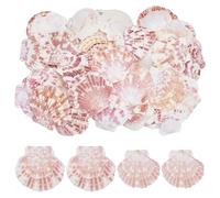WADORN 65Pcs 2 Styles Scallop Natural Shell Seashell, 2.4"-2.8" Colorful Beach Natural Seashells Decor Large Scallop Shells DIY Crafts for Beaching Wedding Home Decor DIY Painting Candle Making