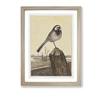 Wagtail Bird By Theo Van Hoytema Classic Painting Framed Wall Art Print, Ready to Hang Picture for Living Room Bedroom Home Office Décor, Oak A4 (34 x 25 cm)