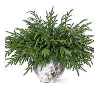 Waipfaru Christmas 12 Pcs Norfolk Pine Stems, 18 Inch Real Touch Artificial Norfolk Pine Branches, Christmas Greenery for DIY Cedar Garland, Indoor & Outdoor Xmas Holiday Home Decor