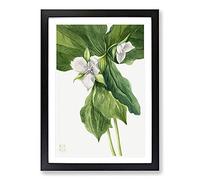 Wake-Robin Vol.1 by Mary Vaux Walcott Framed Print | A2 Black Framed Wall Art | Ready to Hang | Modern Animal Picture | Living Room Bedroom Lounge Office