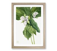 Wake-Robin Vol.1 by Mary Vaux Walcott Framed Print | A2 Oak Framed Wall Art | Ready to Hang | Modern Animal Picture | Living Room Bedroom Lounge Office