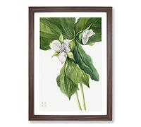 Wake-Robin Vol.1 by Mary Vaux Walcott Framed Print | A2 Walnut Framed Wall Art | Ready to Hang | Modern Animal Picture | Living Room Bedroom Lounge Office