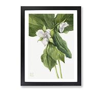 Wake Robin Vol.1 Flowers By Mary Vaux Walcott Vintage Framed Print | A2 Black Framed Wall Art | Ready to Hang | Classic Floral Picture | Living Room Bedroom Lounge Office