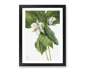 Wake Robin Vol.1 Flowers By Mary Vaux Walcott Vintage Framed Print | A2 Black Framed Wall Art | Ready to Hang | Classic Floral Picture | Living Room Bedroom Lounge Office