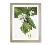 Wake Robin Vol.1 Flowers By Mary Vaux Walcott Vintage Framed Print | A3 Oak Framed Wall Art | Ready to Hang | Classic Floral Picture | Living Room Bedroom Lounge Office