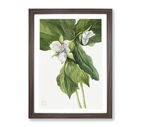 Wake Robin Vol.1 Flowers By Mary Vaux Walcott Vintage Framed Print | A3 Walnut Framed Wall Art | Ready to Hang | Classic Floral Picture | Living Room Bedroom Lounge Office
