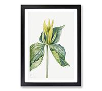 Wake-Robin Vol.2 by Mary Vaux Walcott Framed Print | A2 Black Framed Wall Art | Ready to Hang | Modern Animal Picture | Living Room Bedroom Lounge Office