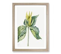 Wake-Robin Vol.2 by Mary Vaux Walcott Framed Print | A2 Oak Framed Wall Art | Ready to Hang | Modern Animal Picture | Living Room Bedroom Lounge Office