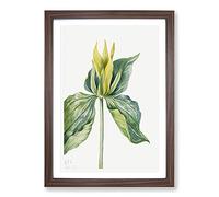Wake-Robin Vol.2 by Mary Vaux Walcott Framed Print | A2 Walnut Framed Wall Art | Ready to Hang | Modern Animal Picture | Living Room Bedroom Lounge Office