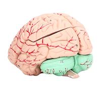 Wakects Human Brain Model, Detachable Anatomy with Study Card for Neuroscience Study, Frontal Lobe Medulla Oblongata Thalamus Cerebellum Hypothalamus for School Home