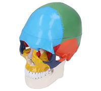 Wakects Skull Model, Life Size Skull Anatomical Model, PVC 3 Part Detachable Colored Human with Openable Calvarium and Color Chart for Students Teachers Classroom Study