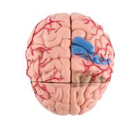 Walfront Anatomical Brain Model Disassembled Human Brain Teaching Tool with White Base for Training and Educational Play 3.93 X 3.15 X 2.36 Inches