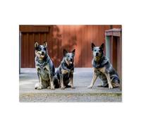 Walk by the lake with Australian Cattle Dogs,Paper Jigsaw Puzzle 1000 Pieces Adult Toys Decompression Game(38x26cm)-AR100