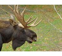 Walk on the Wild Side