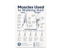 Walking Gait Muscles Poster - Anatomy Chart - 13x19 | 13x19 glossy anatomy reference for kinesiology classrooms, physical therapy offices, students, educators, and movement labs
