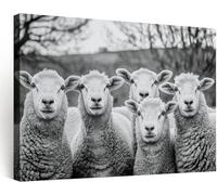 Wall Art Canvas Prints Monochrome Photography Sheep, Framed Wall Decoration 100x70 cm, Artwork Picture Posters for Living Room Study Home Office