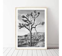 Wall Art Joshua Tree Poster Desert Prints Black and White Joshua Tree Photography Canvas Painting Picture Home Decor(50x70cm/19.7"x27.6")No Frame