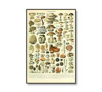 Wall Art,Posters Prints,Vintage Mushrooms Poster Champignons Identification Reference Chart Illustration Botanical Educational Wall Art Canvas Painting,Posters Art Deco,Poster For Room - 50X70Cm