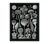 Wall Art Print 93rd Plate Ernst Haeckel Kunstformen Der Natur Mycetozoa Large Framed Wall Décor Art Artery8 Black W18 inch x H24 inch