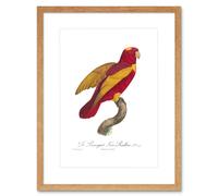 Wall Art Print Bird Red Parakeet Art Framed 9x7 inch Artery8 Beige W7 inch x H9 inch