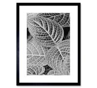 Wall Art Print Black White Photography Leaves Close Up Framed Artery8 Black W7 inch x H9 inch