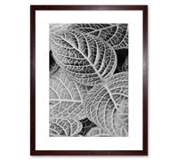 Wall Art Print Black White Photography Leaves Close Up Framed Artery8 Brown W7 inch x H9 inch