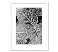 Wall Art Print Black White Photography Leaves Close Up Framed Artery8 White W7 inch x H9 inch